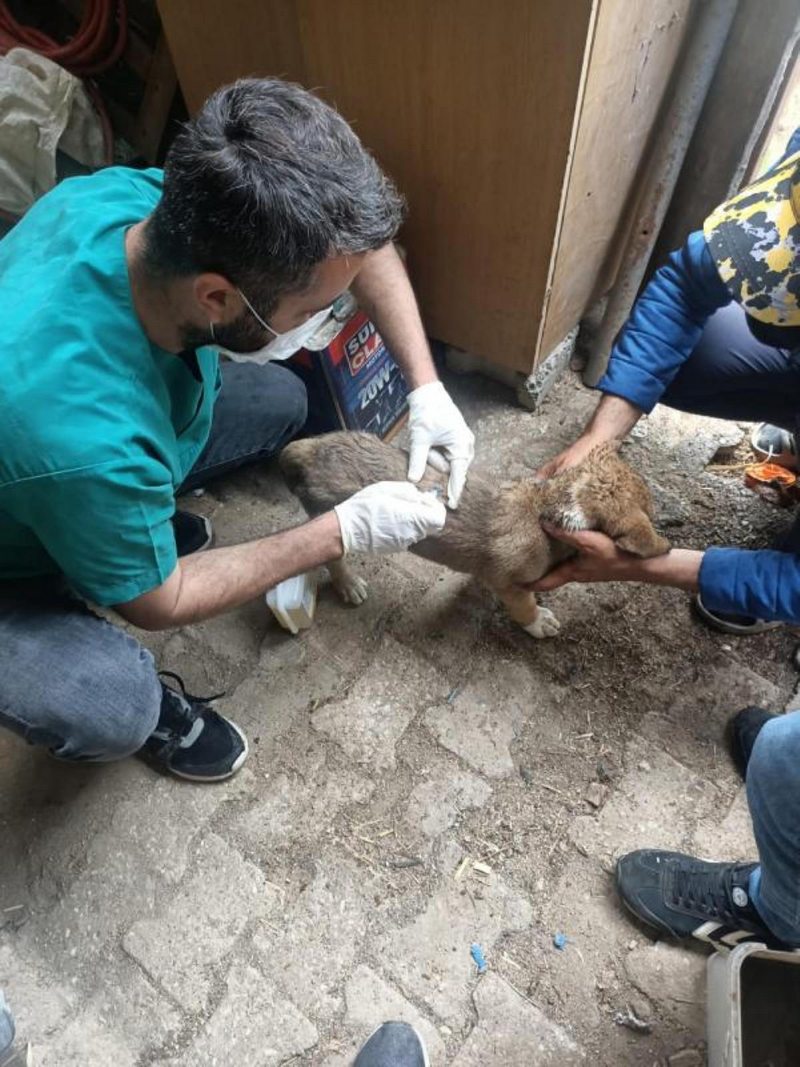 Son dakika haberleri... Edirne`de tüfekle köpek öldüren gazeteci, adli kontrol şartıyla serbest